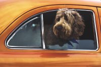 ¿Viajas con tus mascotas en el coche?