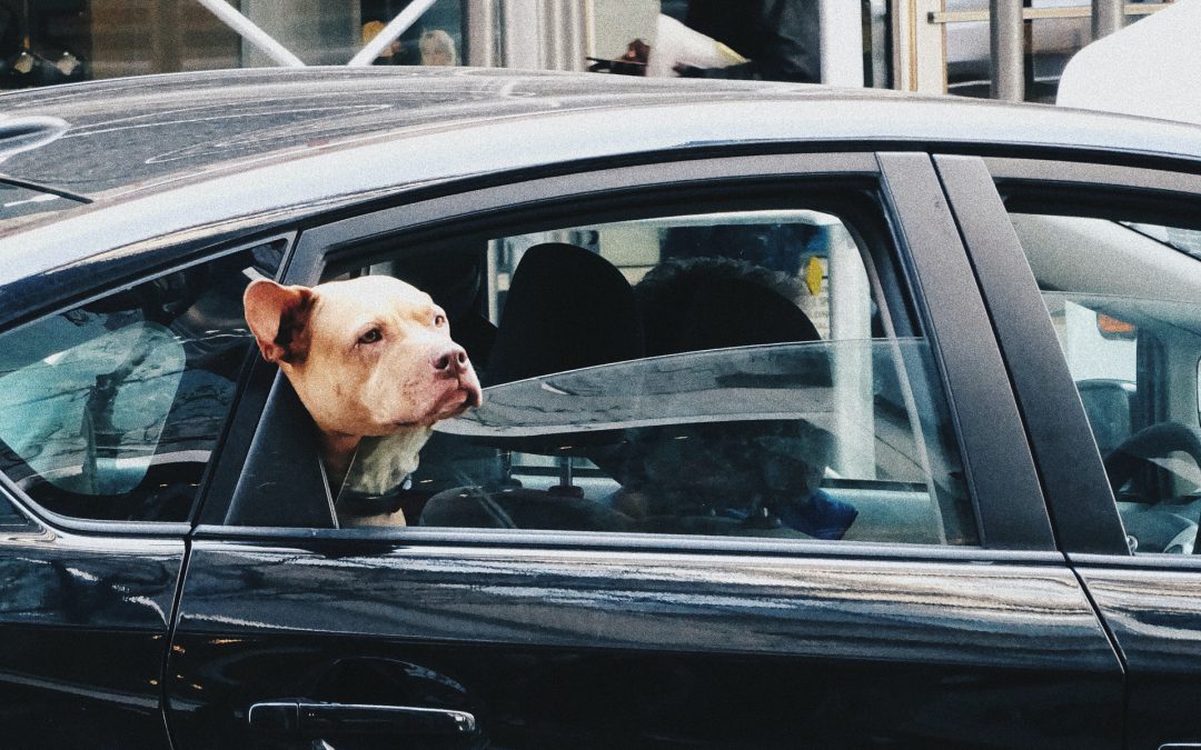 Cómo llevar perros en el coche cumpliendo con la normativa