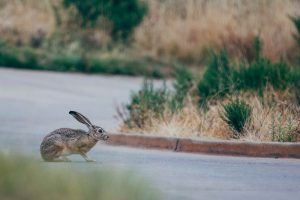 animal en carretera secundaria